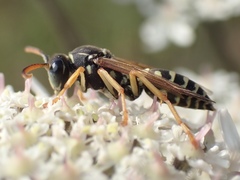 Polistes bischoffi