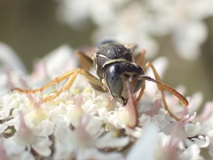 Polistes bischoffi