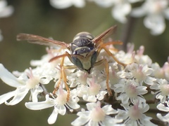 Polistes bischoffi