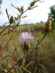 Centaurea pseudomaculosa