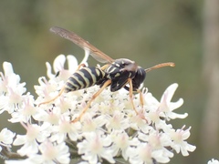 Polistes bischoffi