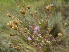 Centaurea pseudomaculosa
