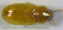 Elaphropus anceps
