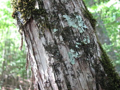 Ostrya virginiana image