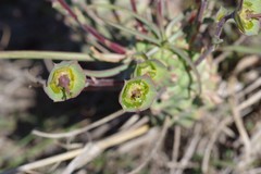 Euphorbia clava