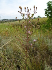 Centaurea pseudomaculosa