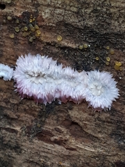 Phlebia centrifuga