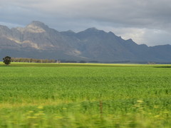 Eucalyptus cladocalyx