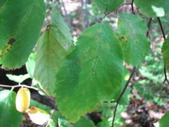 Ostrya virginiana image