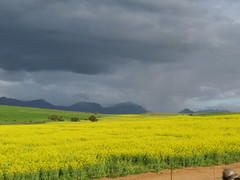Brassica napus napus