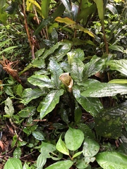 Arisaema grapsospadix