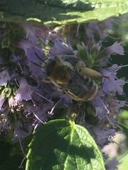 Martinapis luteicornis