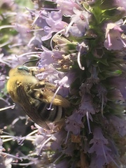 Martinapis luteicornis