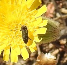 Acmaeoderini