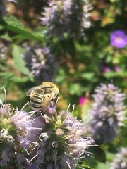 Martinapis luteicornis