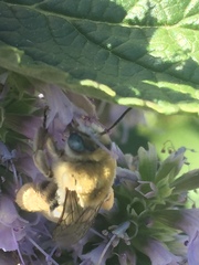 Martinapis luteicornis