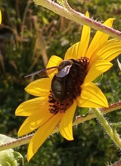 Xylocopa californica