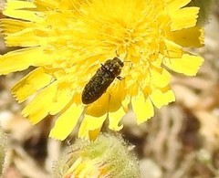 Acmaeoderini