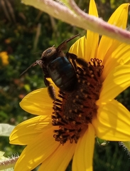 Xylocopa californica