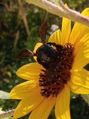 Xylocopa californica