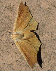 Tetracis cervinaria