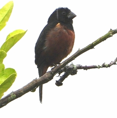 Sporophila angolensis