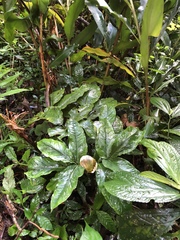 Arisaema grapsospadix