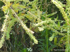 Cynoglossum cheirifolium