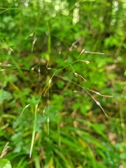Oryzopsis virescens