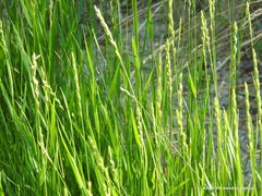 Lolium rigidum