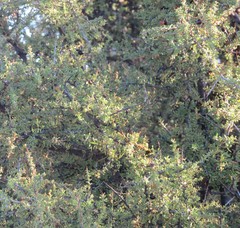 Condalia warnockii