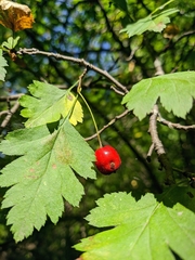 Crataegus microphylla