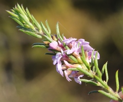 Muraltia knysnaensis