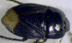 Melanaethus pensylvanicus