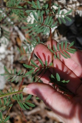 Desmanthus reticulatus