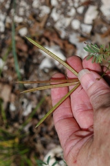 Desmanthus reticulatus
