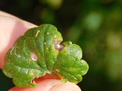Ramularia glechomatis