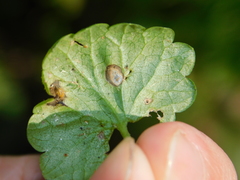 Ramularia glechomatis