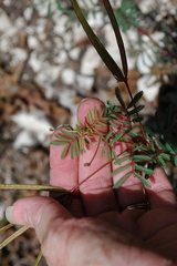 Desmanthus reticulatus