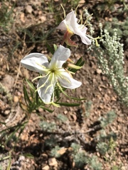 Oenothera nuttallii