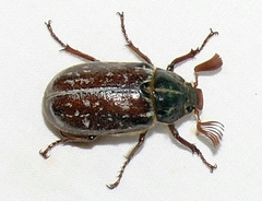 Polyphylla variolosa