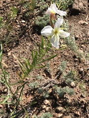 Oenothera nuttallii