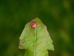 Puccinia dioicae silvatica