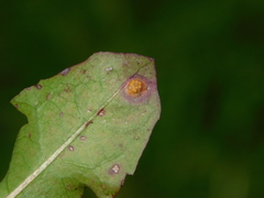 Puccinia dioicae silvatica