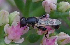 Syritta pipiens
