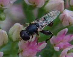 Syritta pipiens
