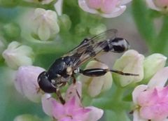 Syritta pipiens