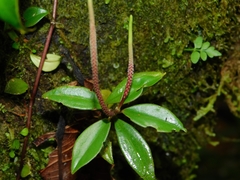 Peperomia glabella