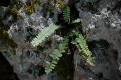 Asplenium resiliens