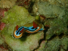 Chromodoris elisabethina